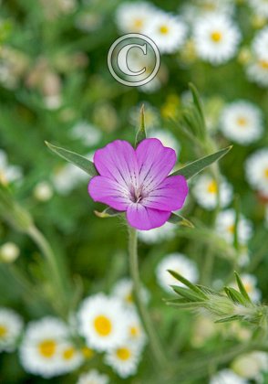 Wild Flower Corncockle DM0292